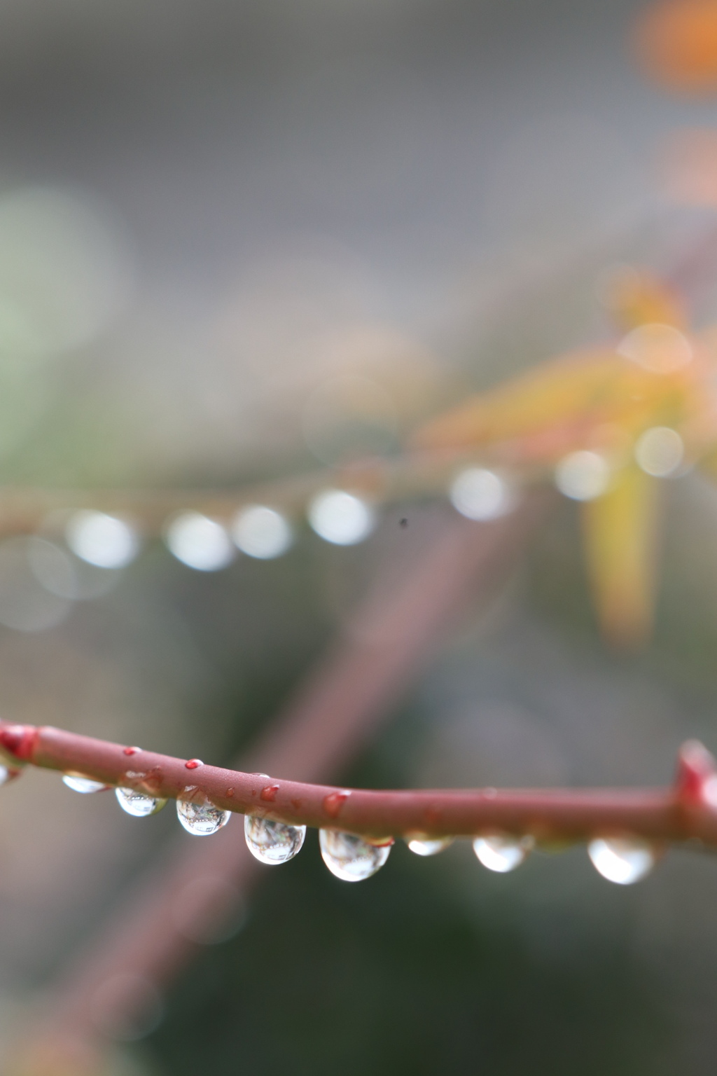 雨上がり