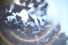 真昼の紫陽花　④