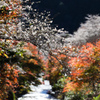 モミジと四季桜②