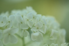 真昼の紫陽花　③