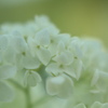 真昼の紫陽花　③