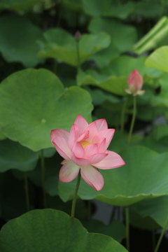 蓮　①
