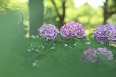 真昼の紫陽花　①