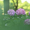真昼の紫陽花　①