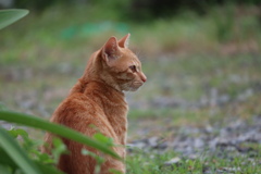 野良猫