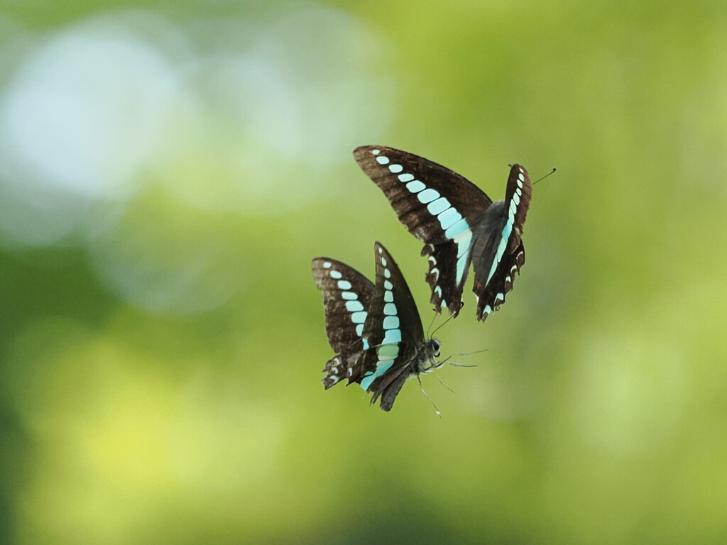 暑い恋