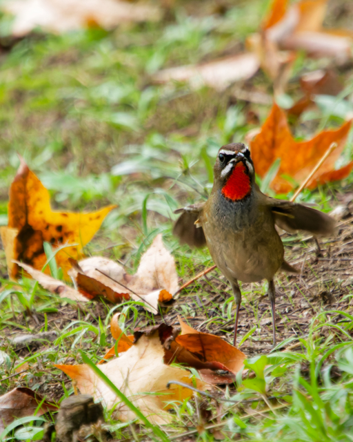 秋色のステージで