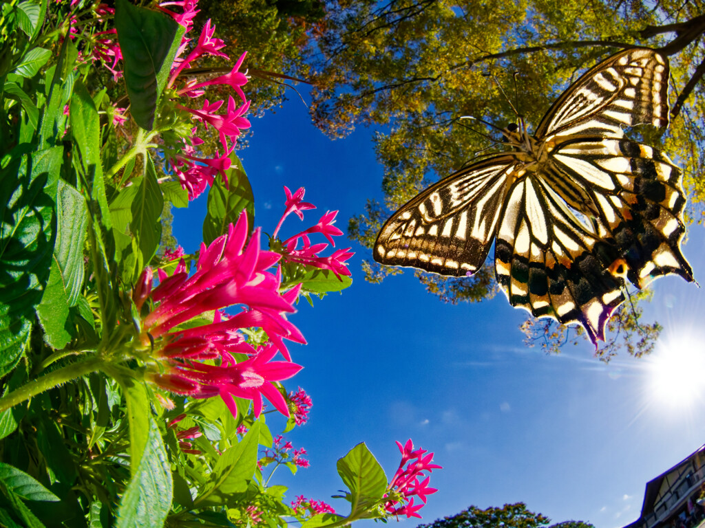 葉の色が変わっても