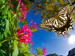 葉の色が変わっても