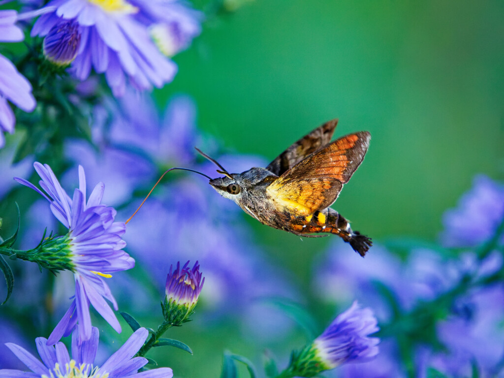 シオンの花に包まれて