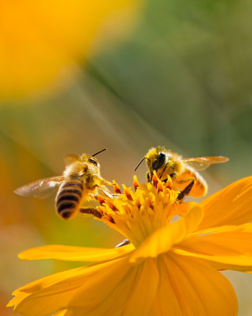 秋の光を浴びて