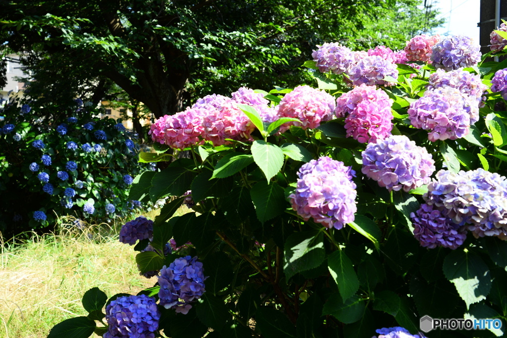 綺麗な花は・・・