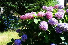 綺麗な花は・・・