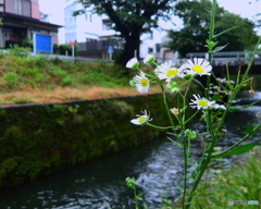 タンポポか、菊か・・・