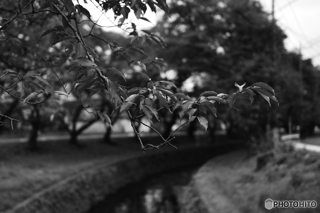 散歩道にて