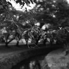 散歩道にて
