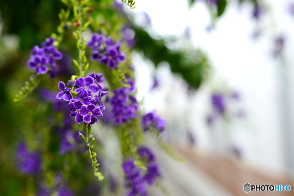 立石の花を・・・
