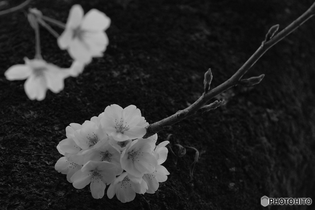 オールドレンズで