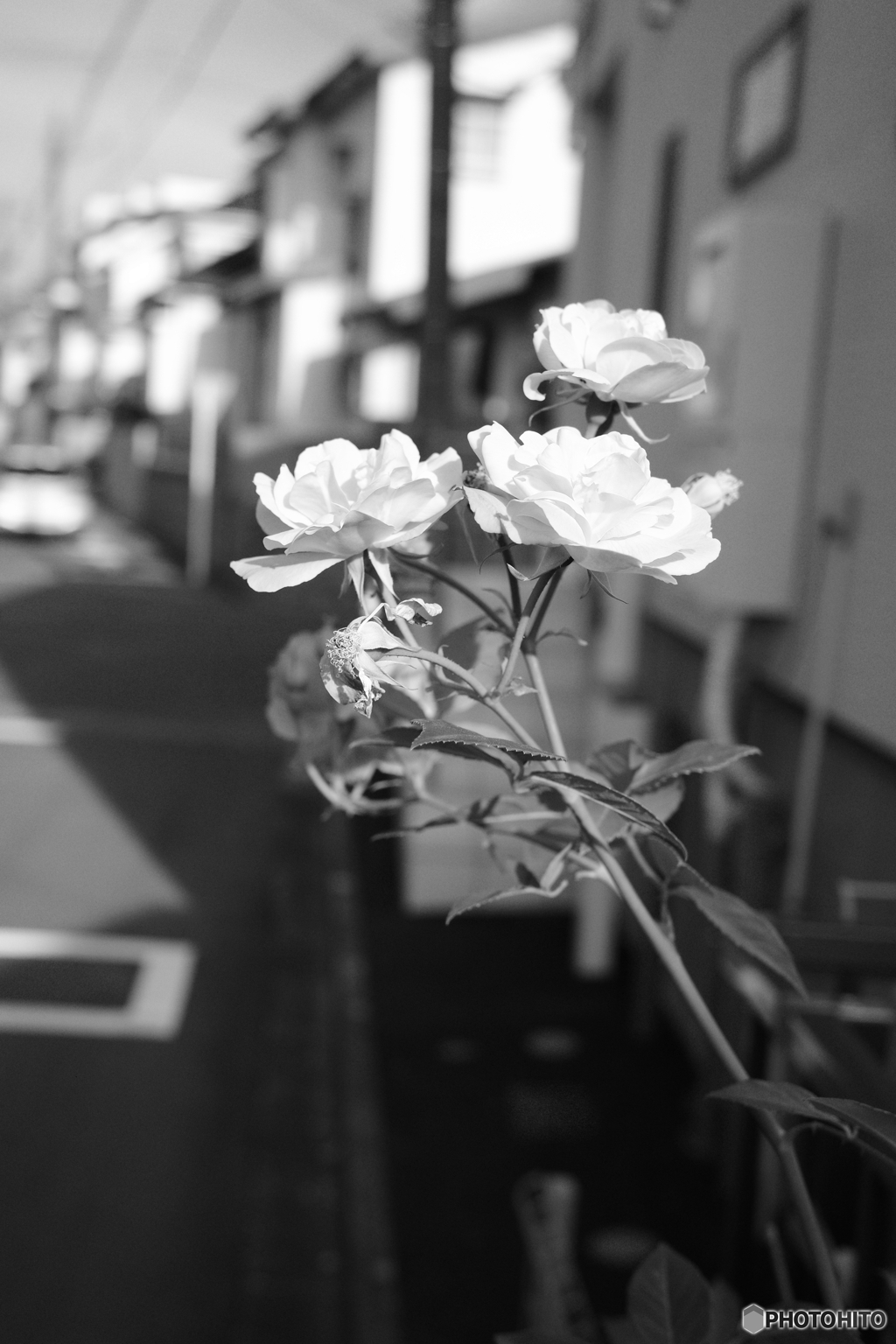 きっと・・・