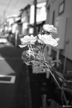 きっと・・・