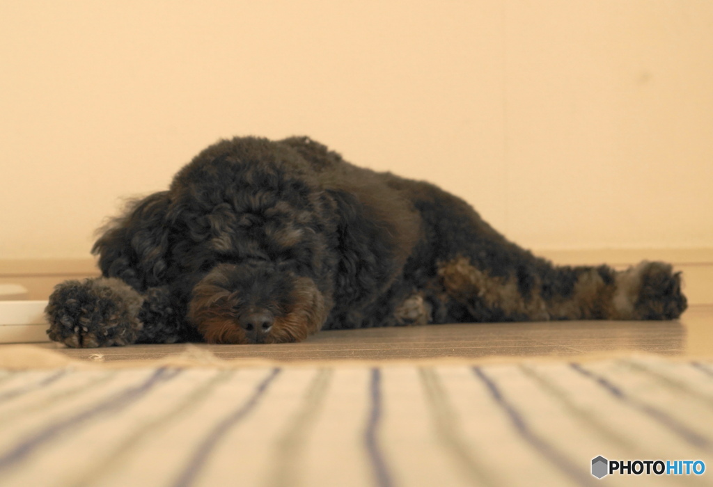 子犬が見る夢