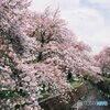 フィルムカメラで
