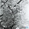 二眼にて９