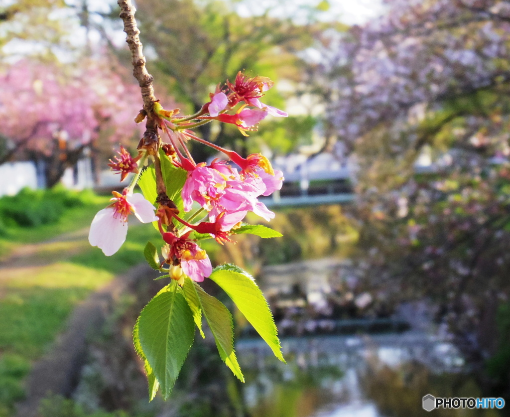 散りゆく桜も・・・