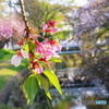 散りゆく桜も・・・