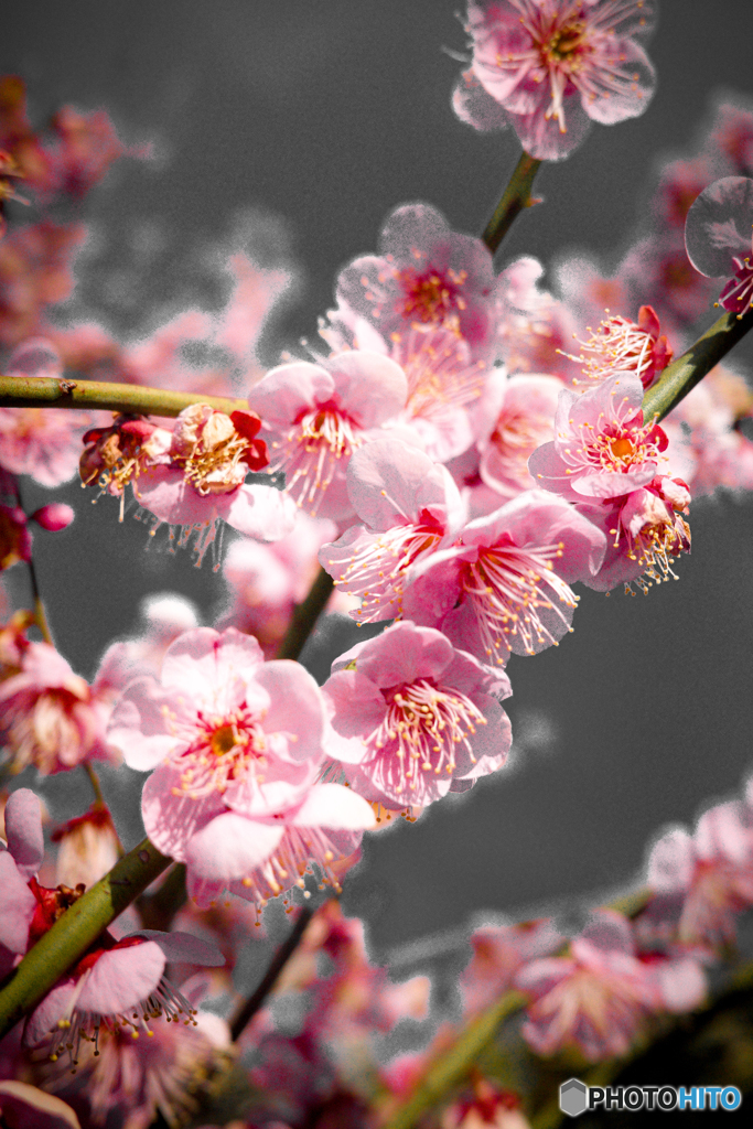 多分桜だと思うけれど・・・