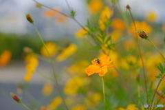 愛犬との散歩にて・・・
