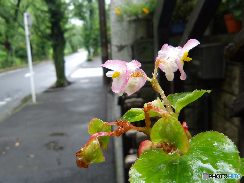 雨上がりの・・・