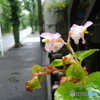 雨上がりの・・・