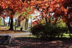 見沼自然公園　紅葉