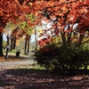 見沼自然公園　紅葉