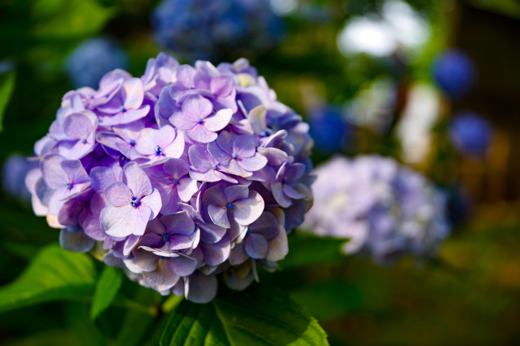 紫陽花 1