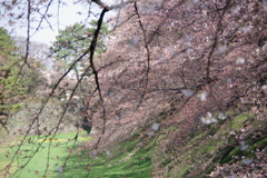 桜緑