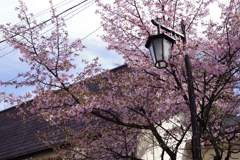 草津の桜