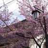 草津の桜