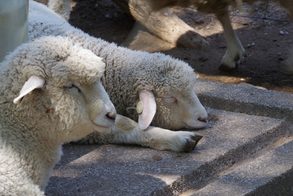 羊の昼寝