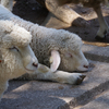 羊の昼寝