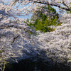 桜のトンネル