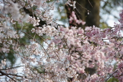 濃淡
