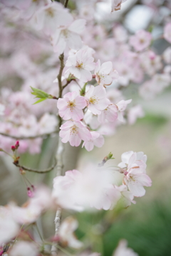 佐久間ダムの桜