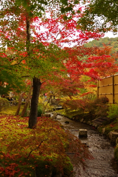 小川のほとりで