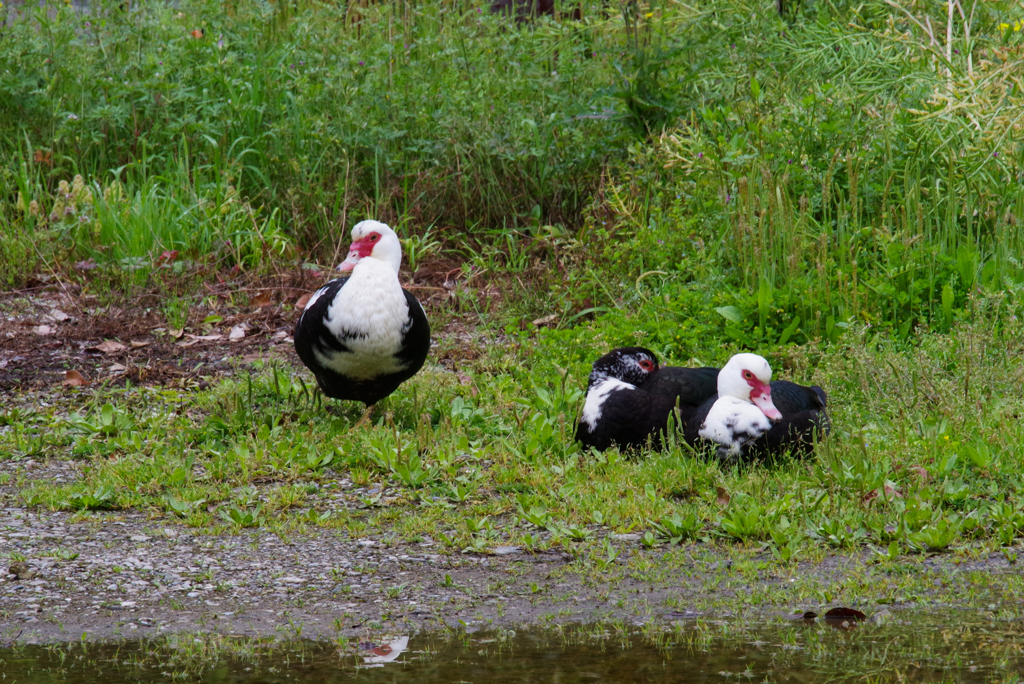 鳥の休憩
