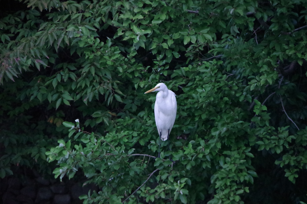 白鳥の静