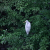 白鳥の静