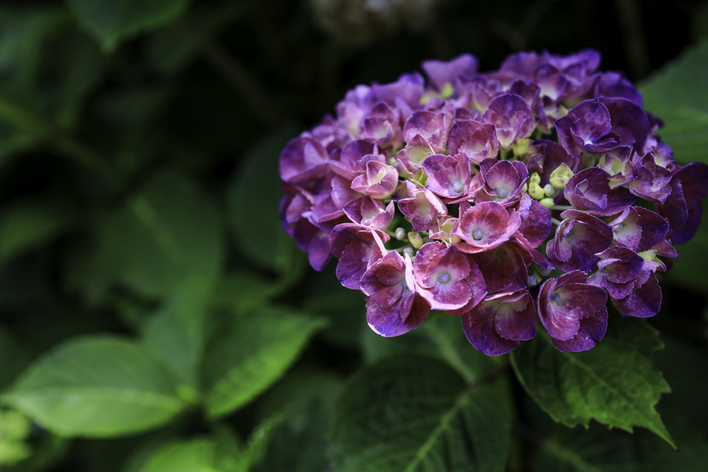紫陽花