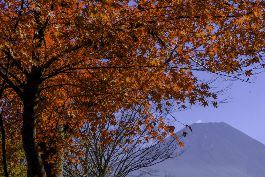 富士山と紅葉